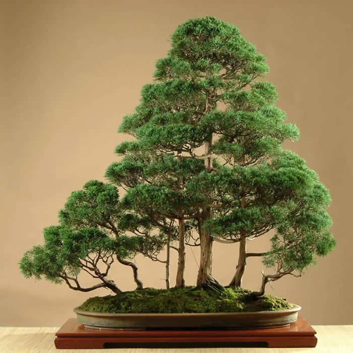 Chinese juniper group. 123cm Bill Horan
