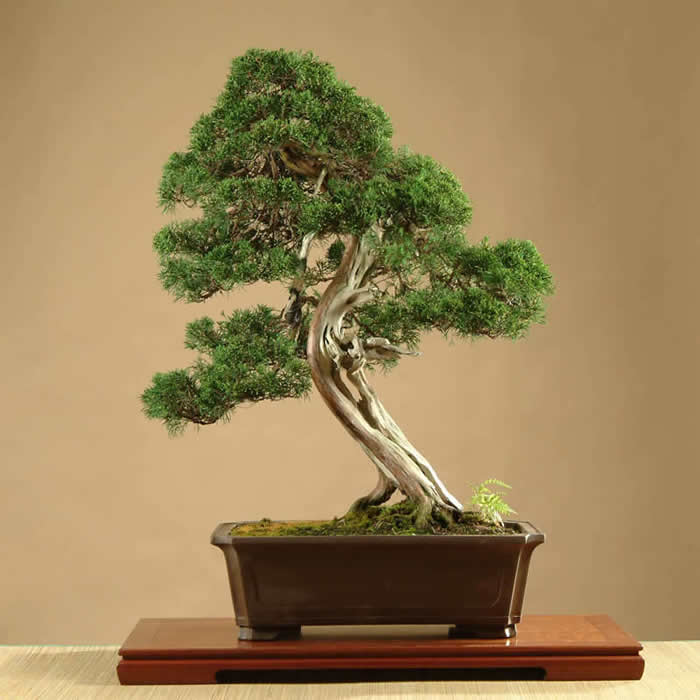 Chinese juniper. 93cm. Omiya 